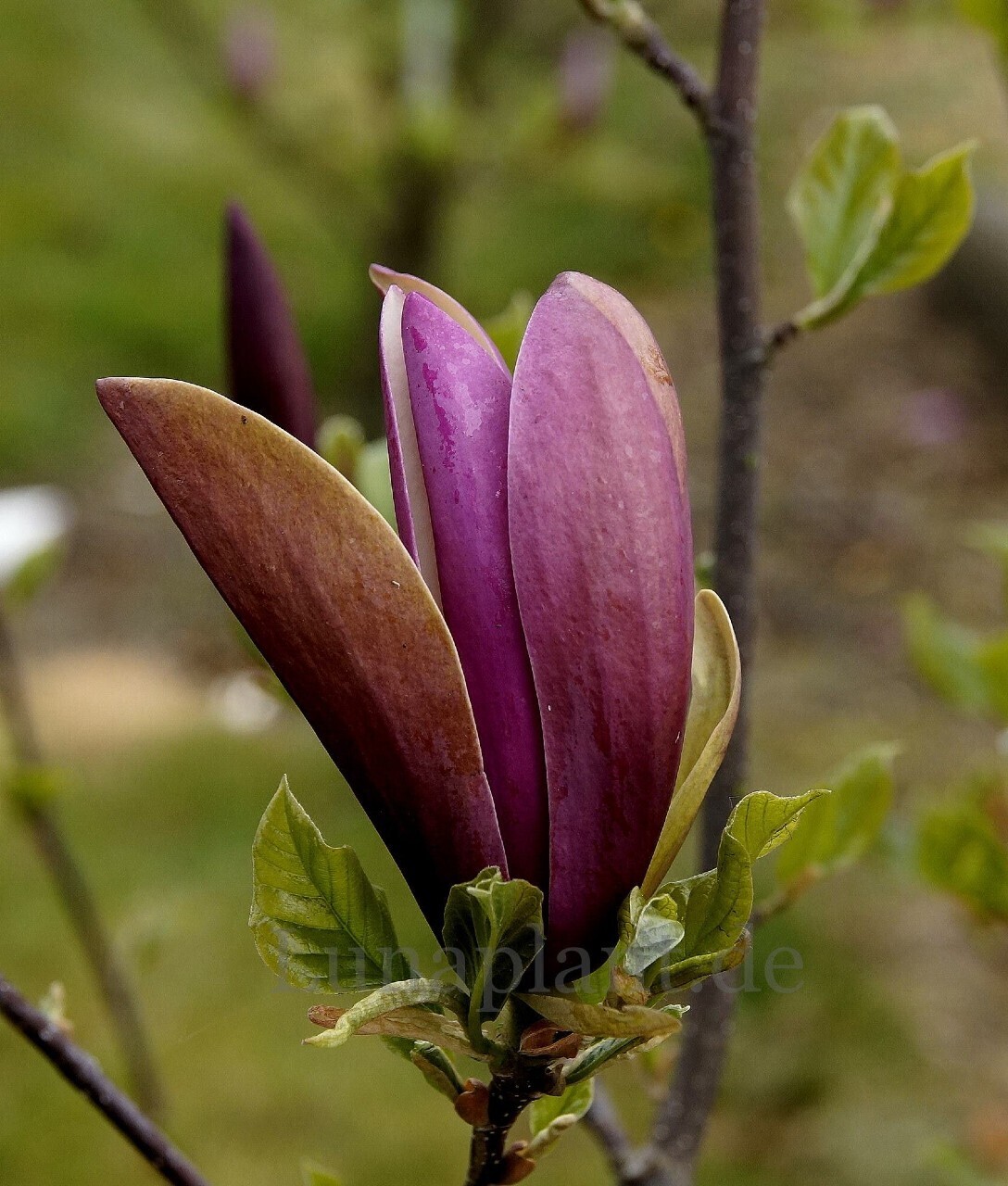 Magnolia &#39;First Love&#39; - 140cm - Leittrieb