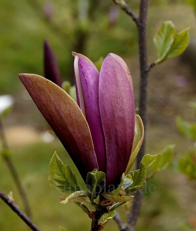 Magnolia 'First Love' - 200cm - Leittrieb, freie Stammhöhe 100cm - blühreif - Einzelstück!