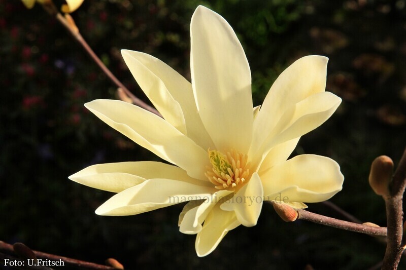 Magnolia 'Gold Star' - 50/75cm - Veredlung - Leittrieb