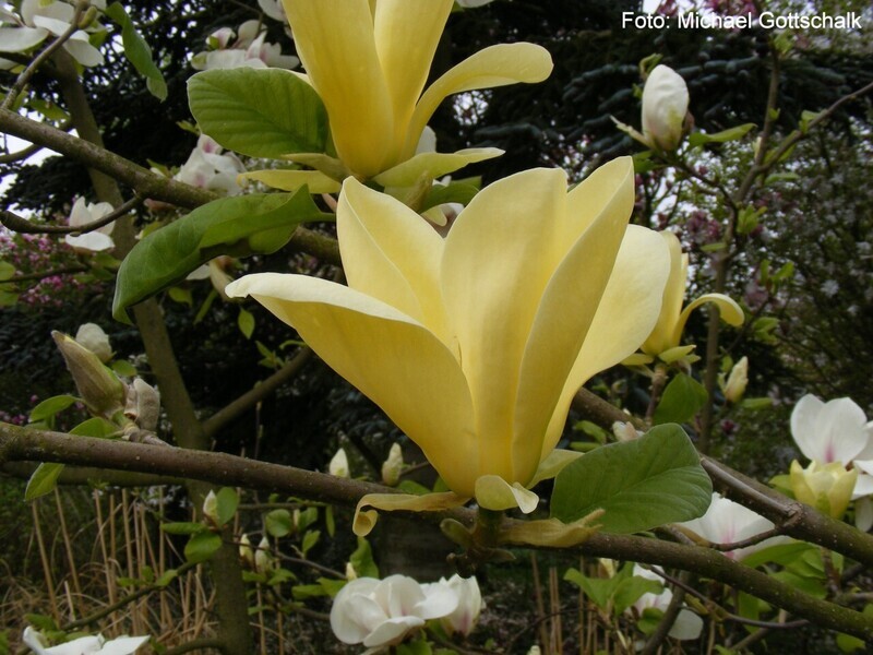 Magnolia 'Golden Sun' - 120/140cm Leittrieb - blühreif