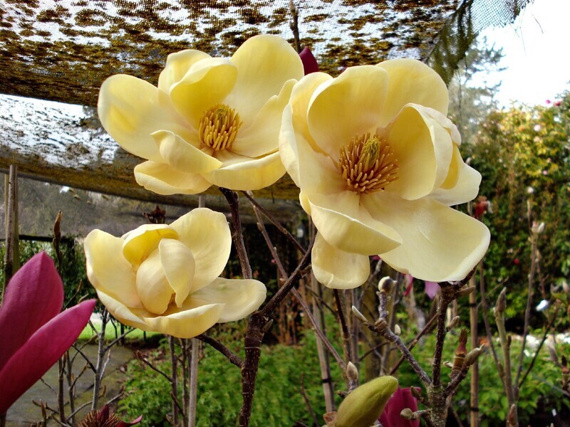 Magnolia 'Honey Tulip' - 100/125 cm - Veredlung - Leittrieb