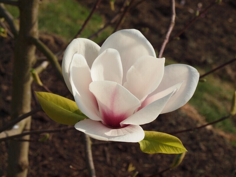 Magnolia 'Helena' - 230cm - Leittrieb -freie Stammhöhe 130cm-  blühreif