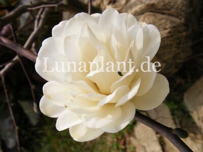 Magnolia xloebneri &#39;Mag&#39;s Pirouette&#39;  - 240cm - Stamm mit Krone