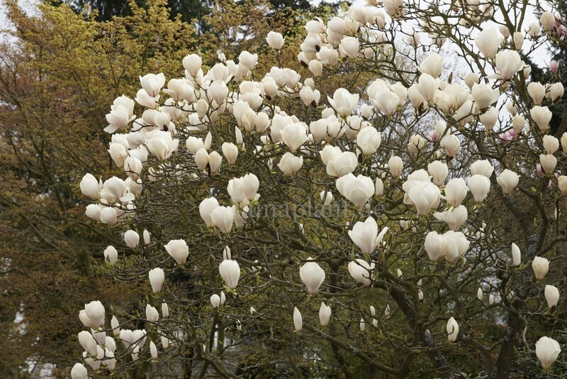 Magnolia 'Manchu Fan' -  130/150cm - Leittrieb
