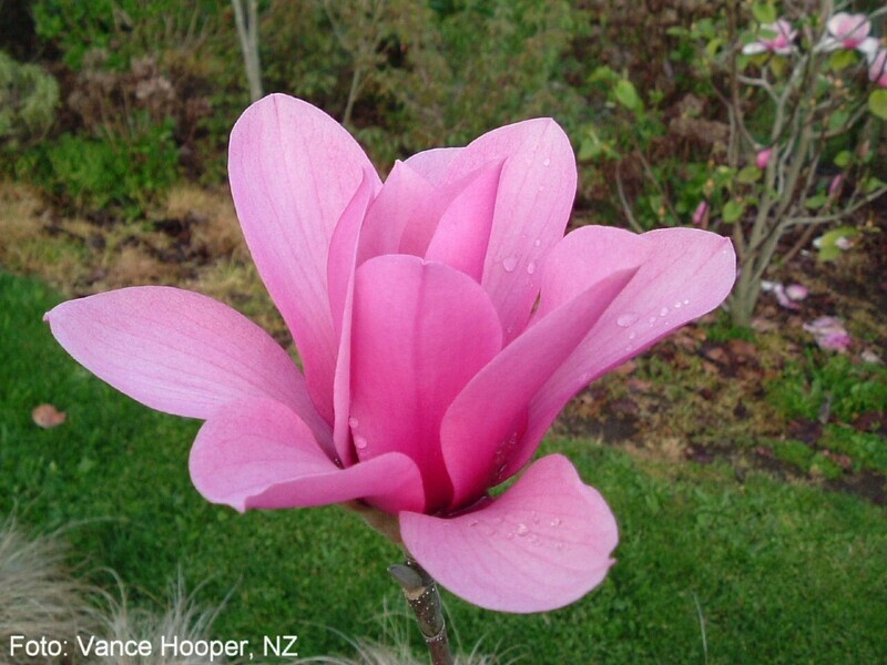 Magnolia 'Margaret Helen' - 130/150 cm -Stammbusch - blühreif