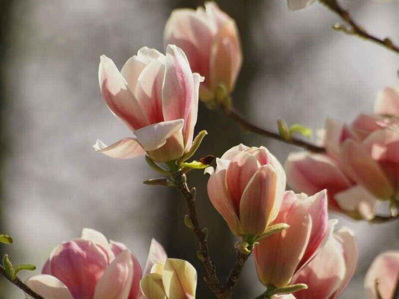 Magnolia 'Melon Sky' - 140cm - Leittrieb - blühreif