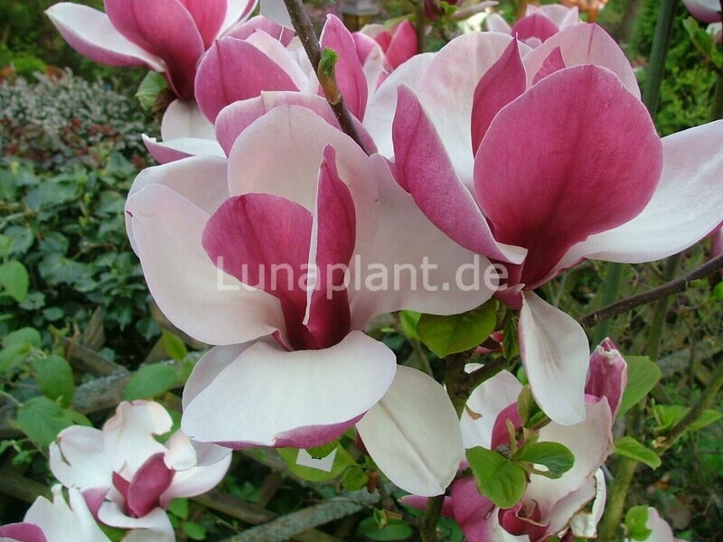 Magnolia 'Pickard's Ruby' - 160/180cm - Leittrieb - blühreif
