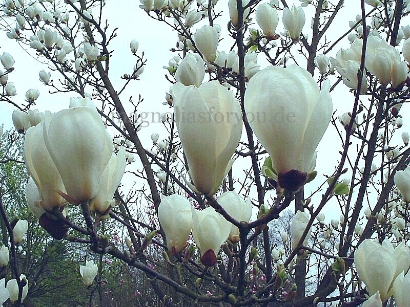 Magnolia &#39;Pickard&#39;s Snow Queen&#39; -  100/125cm