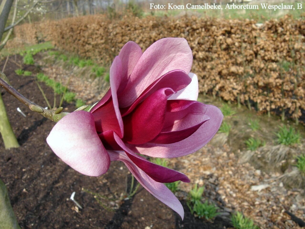 Magnolia 'Purple Star' -  60/80cm - Leittrieb