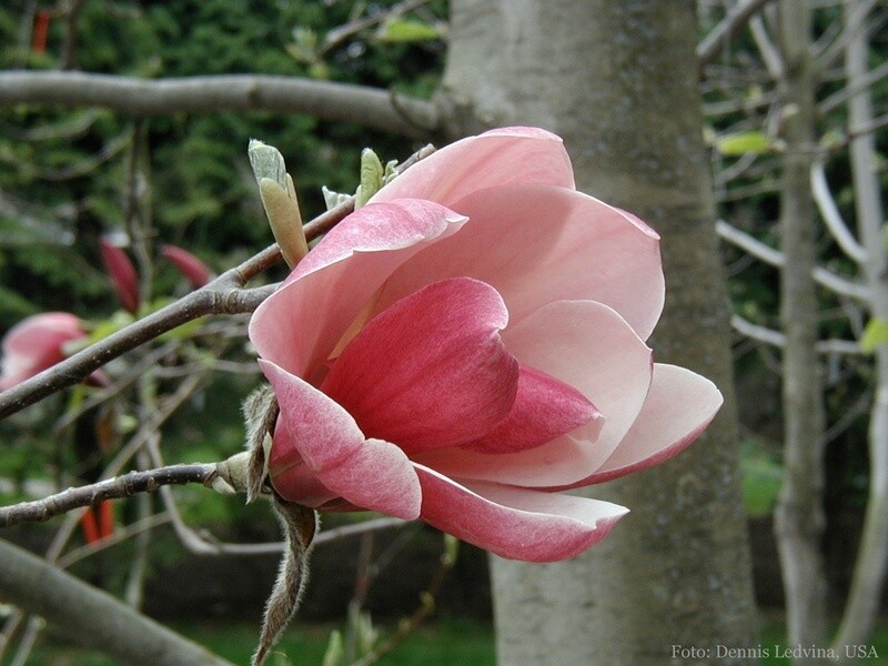 Magnolia 'Red Baron' -  100/125cm - Veredlung - Leittrieb
