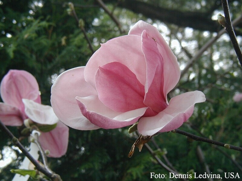 Magnolia 'Roseanne' -  100cm - Leittrieb - blühreif