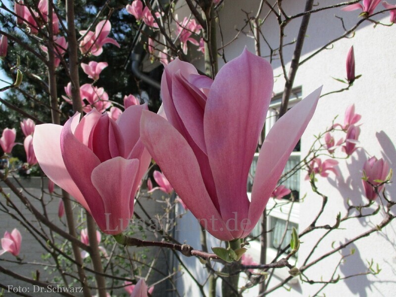 Magnolia 'Sentinel' -  180cm - Stammbusch - blühreif
