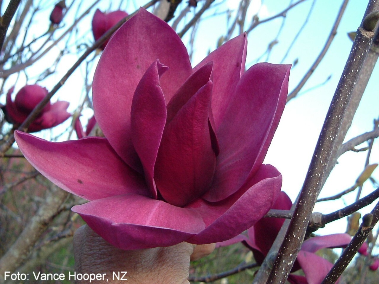 Magnolia 'Shirazz' - 100cm -Stammbusch