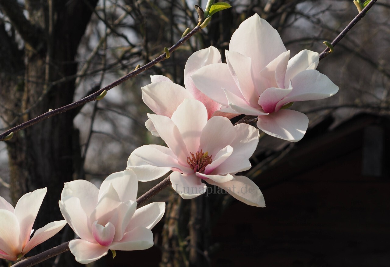 Magnolia 'Siddharta' - 120/140cm - Leittrieb