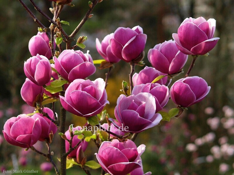 Magnolia 'Sweet Merlot' -120/140cm - Leittrieb - Unser Tipp!