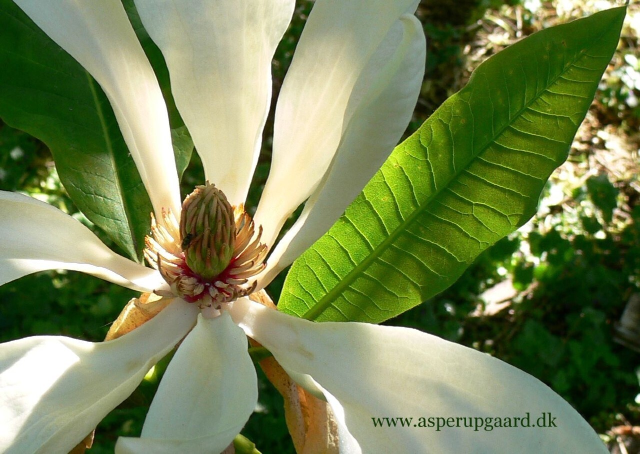 Magnolia tripetala - 200/250cm - Leittrieb