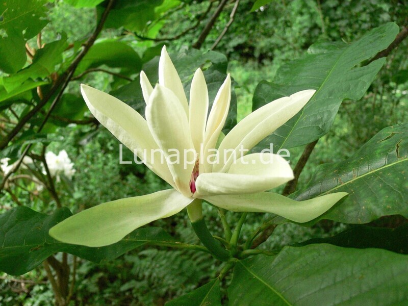 Magnolia tripetala - 300cm - 2-stämmig - solitär - Einzelstück!