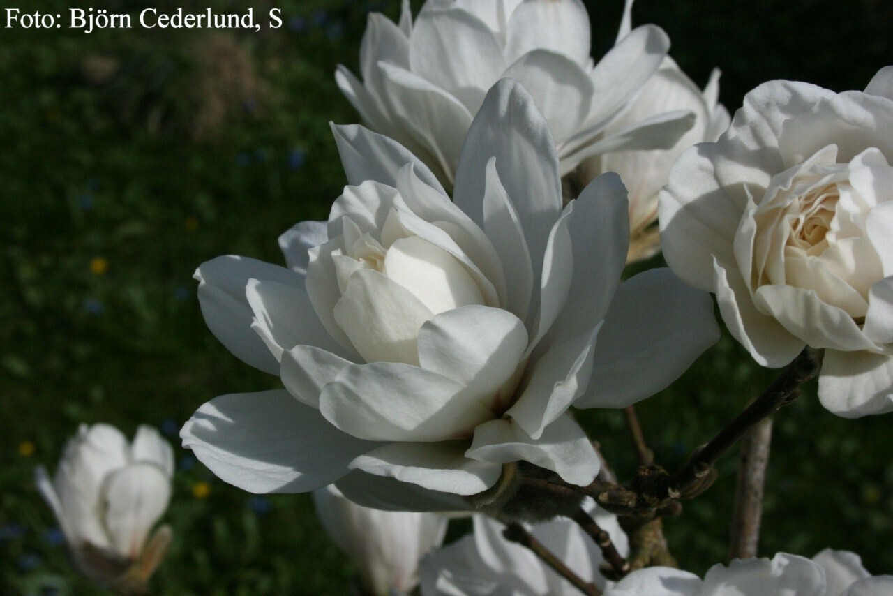 Magnolia 'Wildcat' -  140cm - Leittrieb