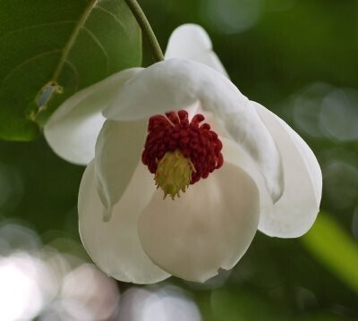 Magnolia sieboldii 'Colossus' - 60/80cm - mehtriebig - blühreif