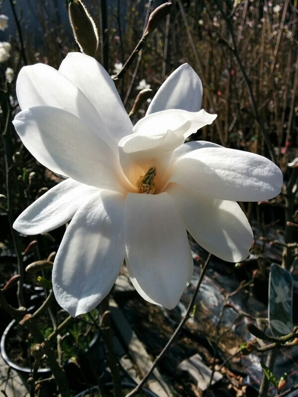 Magnolia 'Donna' -250cm - Stammbusch, freie Stammhöhe 110, blühreif - Einzelstück!