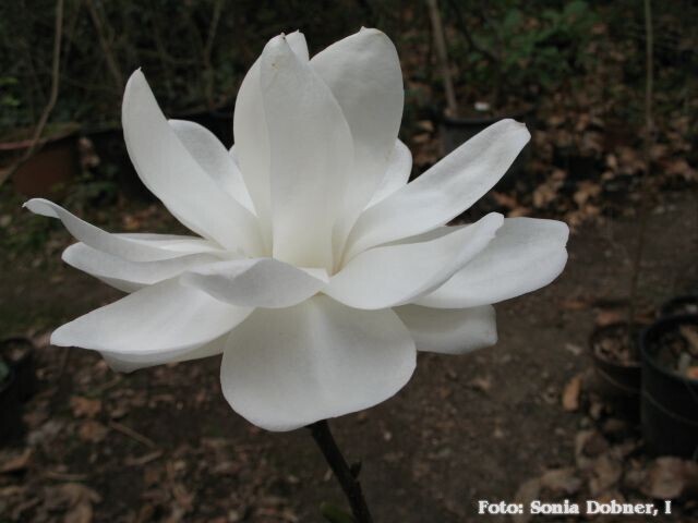 Magnolia denudata 'Double Diamond' - 280cm - freie Stammhöhe 150cm, darüber mehrtr.Krone, blühreif,  EInzelstück!