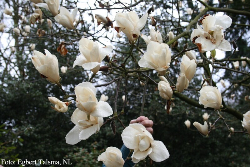 Magnolia 'Elisa Odenwald'  140cm - Leittrieb - Einzelstück!