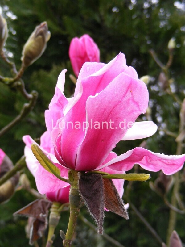 Magnolia 'Eric Savill' - 50/75cm - Veredlung - Leittrieb - Einzelstück!