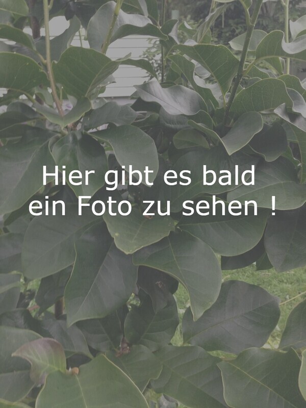 Magnolia denudata var. pilocarpa - 60/80cm - Leittrieb