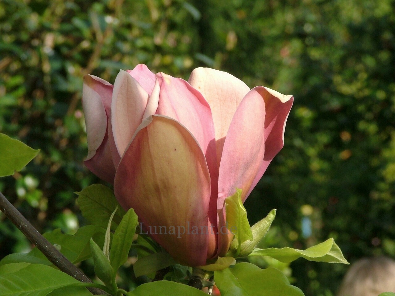 Magnolia xbrookl. &#39;Evamaria&#39; - 50/75cm -Leittrieb