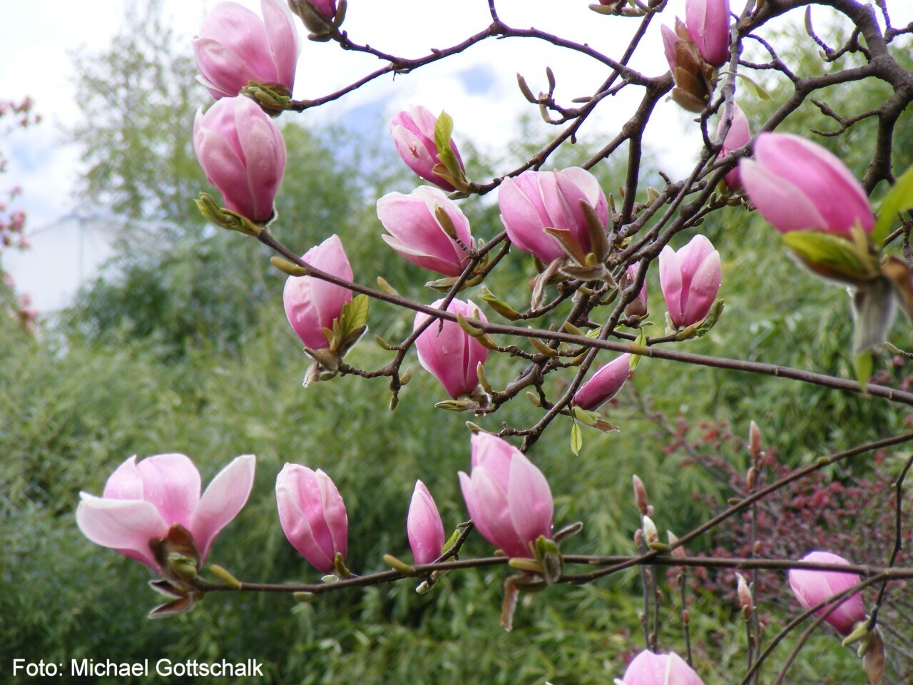Magnolia &#39;Forrest&#39;s Pink&#39; - 60/80cm - Leittrieb