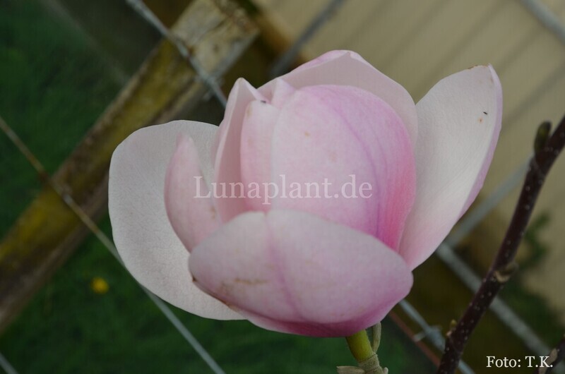 Magnolia 'Gill Day' - 140/150cm - Leittrieb - nur 2x!