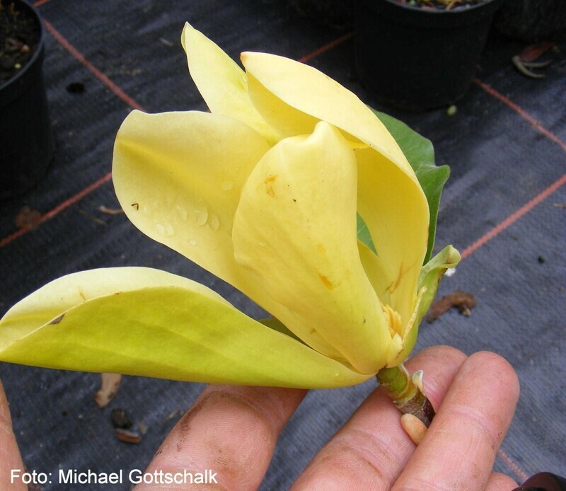 Magnolia 'Green Bee' - 150cm - Leittrieb - blühreif - Einzelstück!