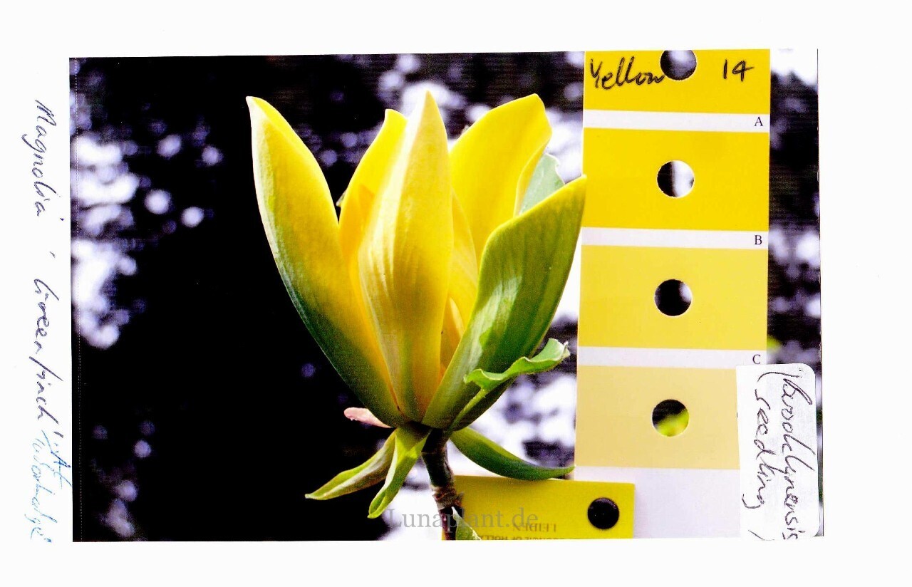 Magnolia &#39;Greenfinch&#39; - 60/80cm - Leittrieb
