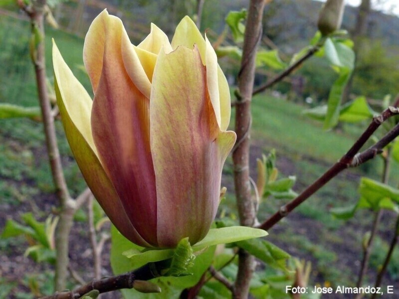 Magnolia 'Hattie Carthan' - 270cm - Leittrieb - freie Stammhöhe 180cm - blühreif - Einzelstück!