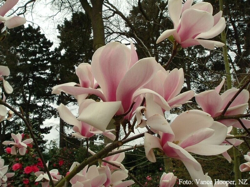 Magnolia 'Hot Lips' - 180cm - Leittrieb - freie Stammhöhe 70cm - Einzelstück!