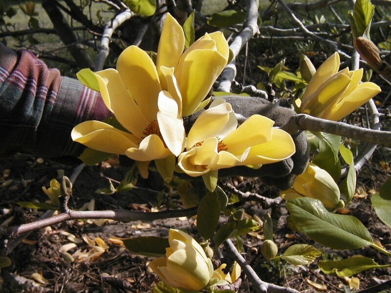 Magnolia 'Illini Moonlight' - 150cm - Leittrieb - blühreif - Einzelstück