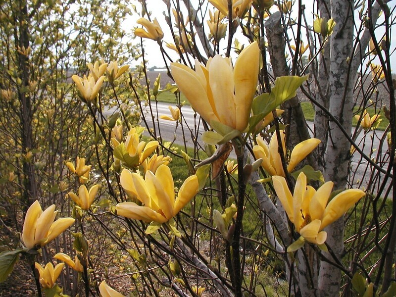 Magnolia 'Illini Gold' - 120/140cm - Leittrieb - blühreif