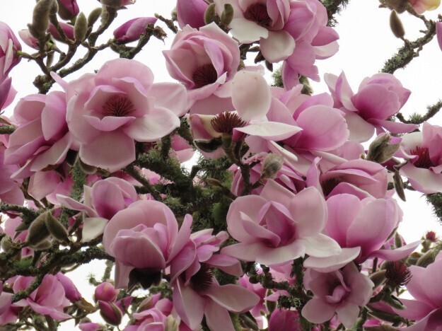 Magnolia 'Iolanthe' - 150cm - 2-stämmig - blühreif