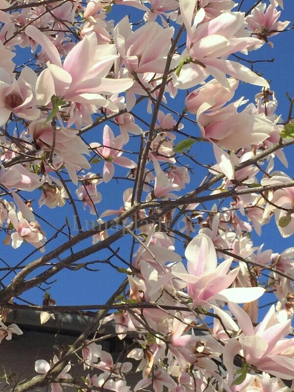 Magnolia 'Ivan Gogic' - 140cm - Leittrieb - Einzelstück!