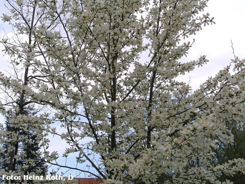 Magnolia kobus var. borealis -60/80cm - Leittrieb - Einzelstück!