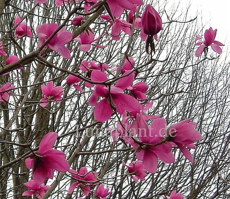 Magnolia 'Lanhydrock' -  180cm - freie Stammhöhe 100cm