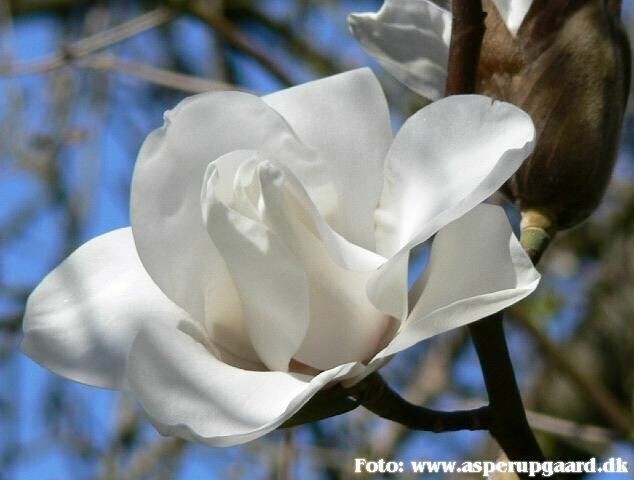 Magnolia &#39;Leda&#39; - 100cm - Stammbusch