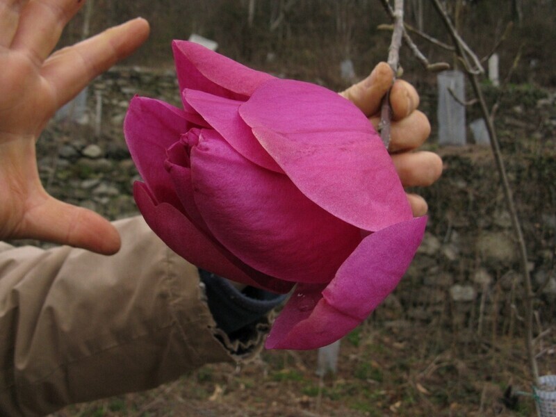 Magnolia 'Lesa Belle' - 200cm - freie Stammhöhe 100cm - Einzelstück