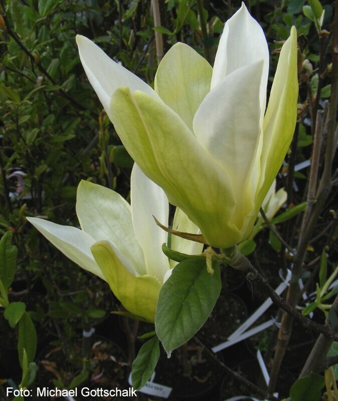Magnolia 'Limelight' - 230cm - freie Stammhöhe 160cm - Einzelstück