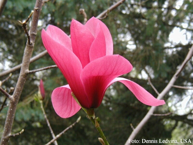 Magnolia 'Lili Diva' - 160/180cm -Leittrieb