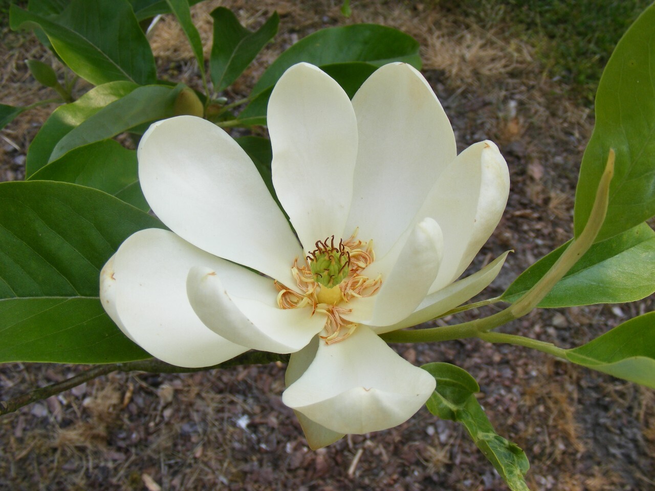 Magnolia virginiana &#39;Ludoviciana&#39; -  60/80cm -  Leittrieb