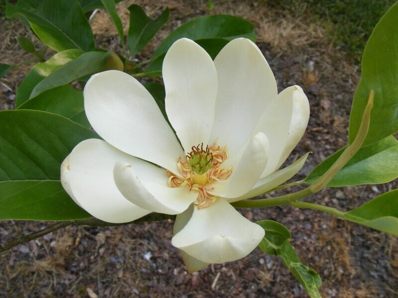Magnolia virginiana 'Ludoviciana' -  160/180cm - Leittrieb - freie Stammhöhe 120cm - blühreif