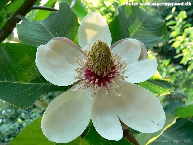 Magnolia obovata - 180/200cm - Leittrieb - unser Tipp!