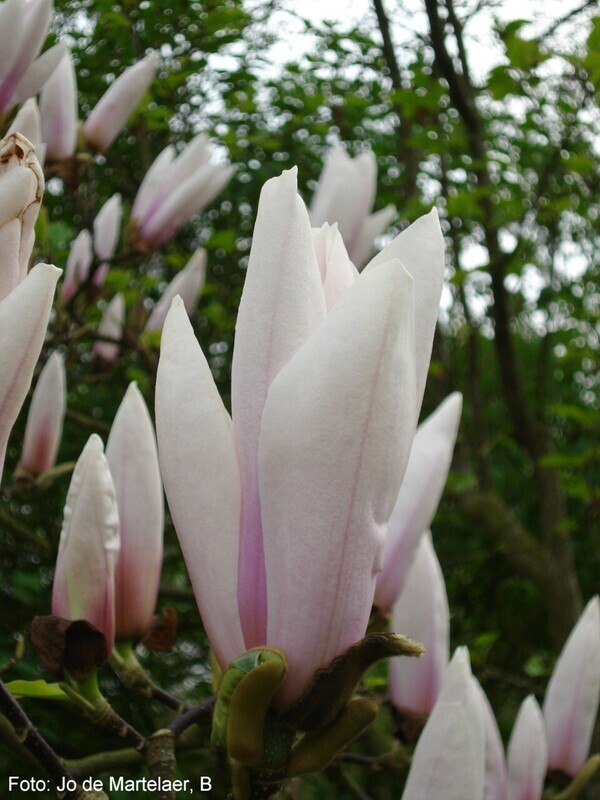Magnolia 'Peppermint Stick' - 150cm - Leittrieb - blühreif