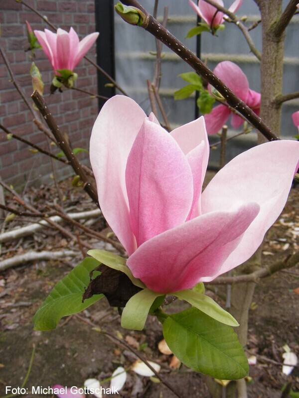 Magnolia 'Pink Surprise' -150cm - Leittrieb - freier Stamm 80cm - blühreif - Einzelstück!